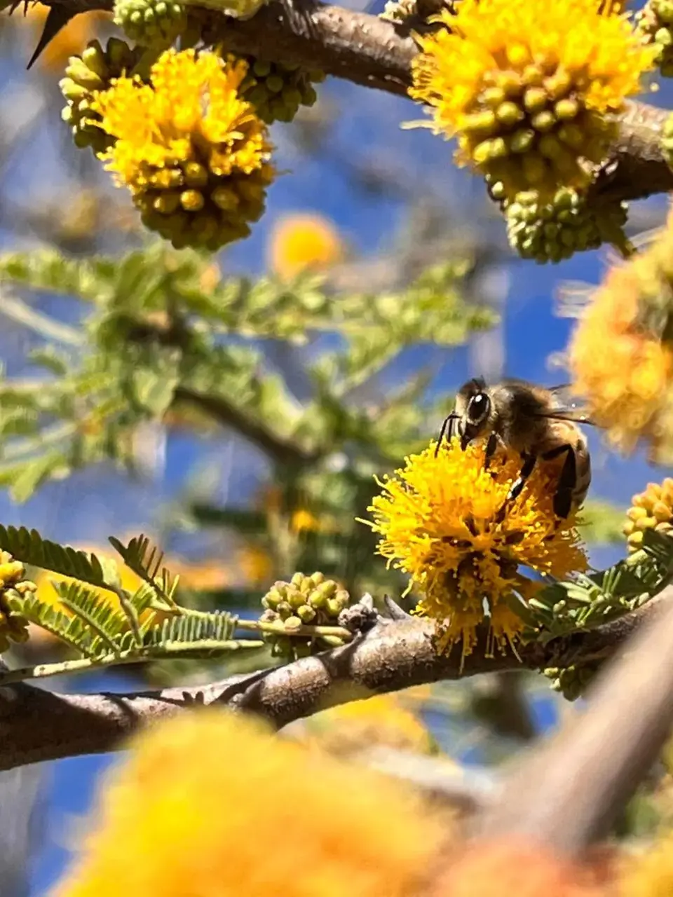 Photo of ambar location