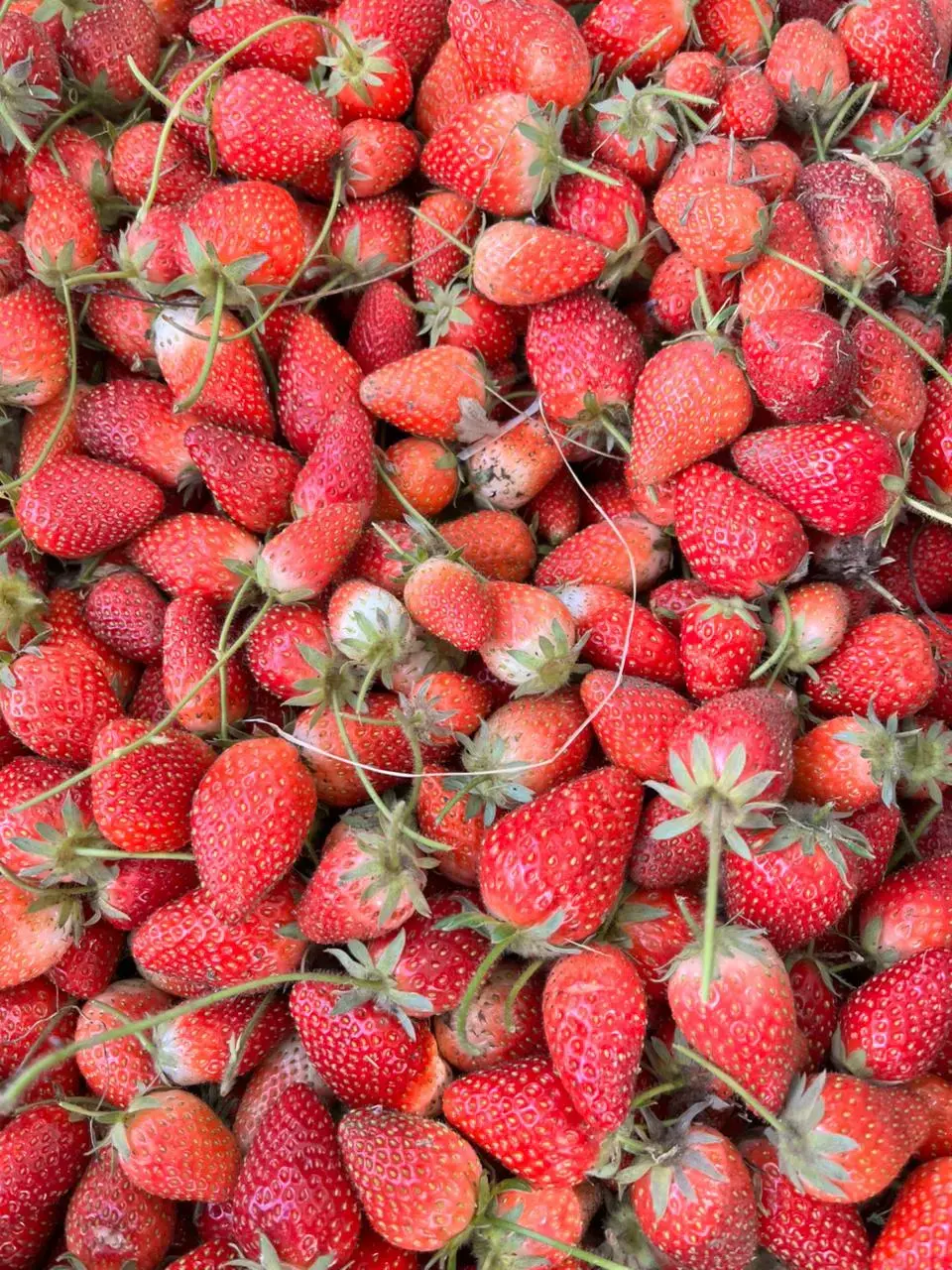Imágen del trabajo en la granja.