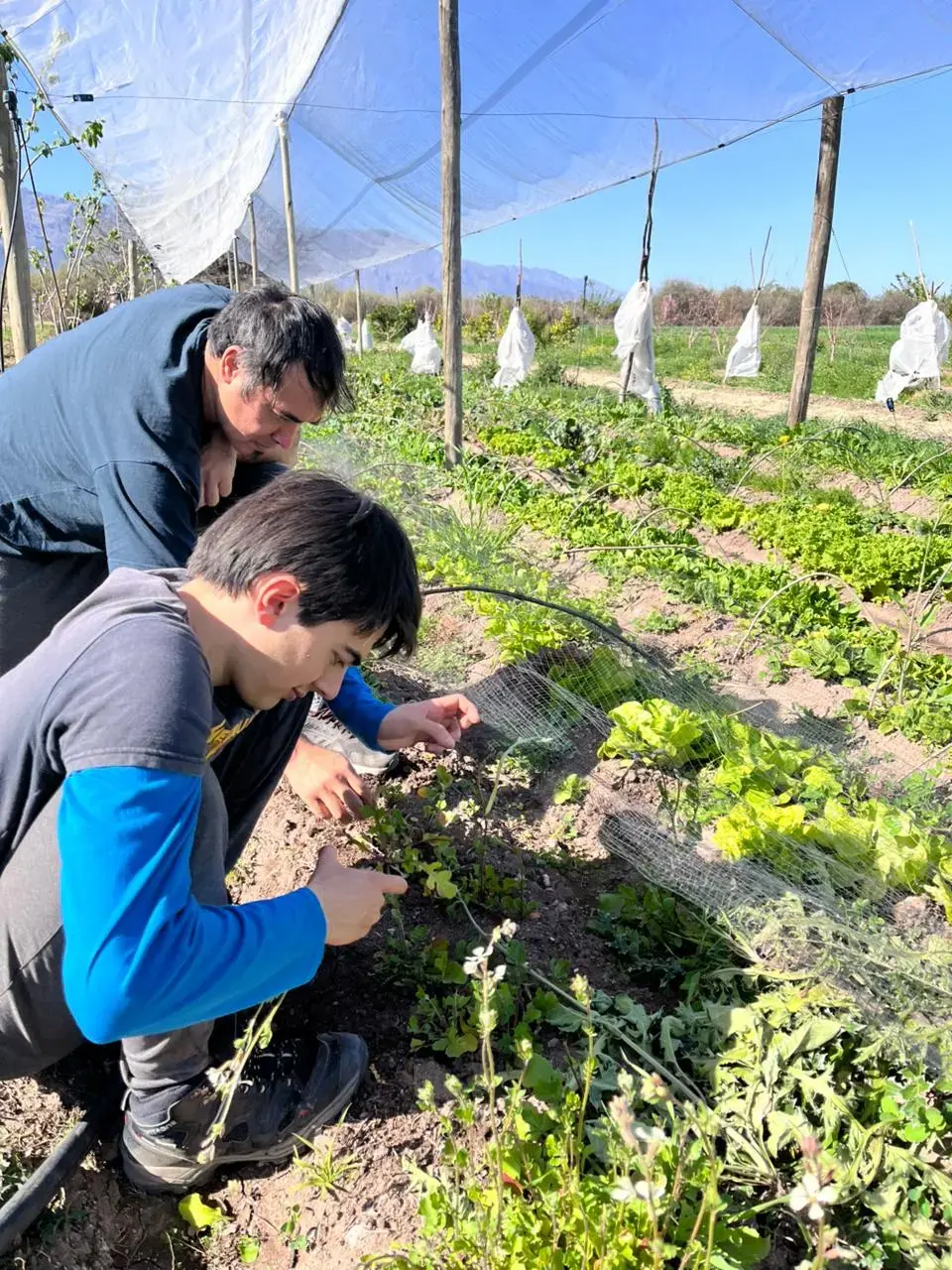 Imágen del trabajo en la granja.