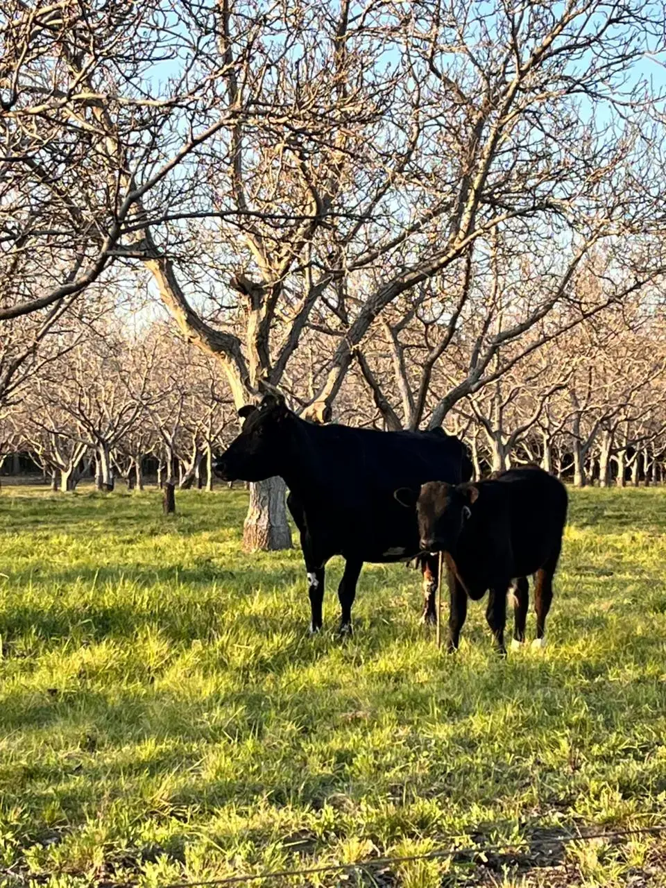 Imágen del trabajo en la granja.