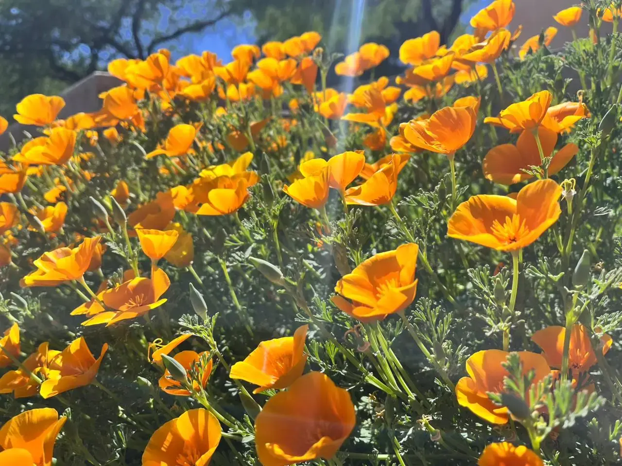 Imágen del trabajo en la feria.